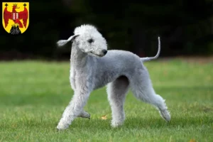 Lire la suite à propos de l’article Éleveurs de Bedlington Terrier et chiots dans le Burgenland