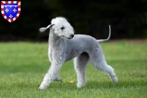 Lire la suite à propos de l’article Éleveurs de Bedlington Terrier et chiots en Centre-Val de Loire