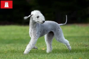 Lire la suite à propos de l’article Bedlington Terrier éleveurs et chiots à Hambourg