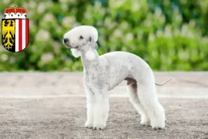 Lire la suite à propos de l’article Éleveurs de Bedlington Terriers et chiots en Haute-Autriche