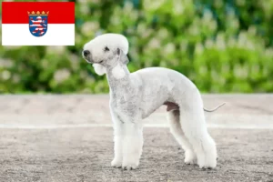 Lire la suite à propos de l’article Bedlington Terrier éleveurs et chiots en Hesse