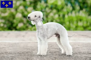 Lire la suite à propos de l’article Éleveurs de Bedlington Terriers et chiots en Île-de-France