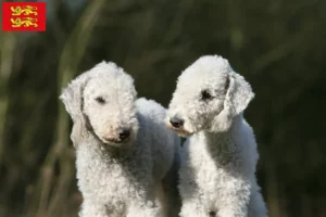 Lire la suite à propos de l’article Éleveurs de Bedlington Terrier et chiots en Normandie