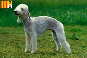 Lire la suite à propos de l’article Éleveurs de Bedlington Terrier et chiots en Provence-Alpes-Côte d’Azur