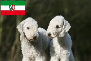 Lire la suite à propos de l’article Bedlington Terrier éleveurs et chiots en Rhénanie du Nord-Westphalie