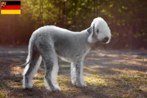 Lire la suite à propos de l’article Bedlington Terrier éleveurs et chiots en Rhénanie-Palatinat