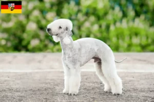 Lire la suite à propos de l’article Éleveurs de Bedlington Terrier et chiots en Sarre