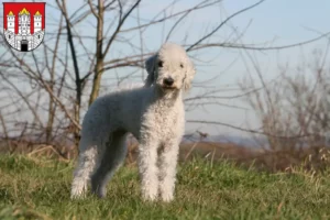 Lire la suite à propos de l’article Éleveurs de Bedlington Terriers et chiots à Salzbourg