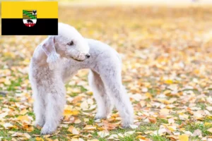 Lire la suite à propos de l’article Bedlington Terrier éleveurs et chiots en Saxe-Anhalt