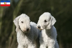 Lire la suite à propos de l’article Bedlington Terrier éleveurs et chiots dans le Schleswig-Holstein