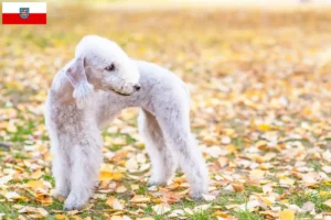 Lire la suite à propos de l’article Éleveurs de Bedlington Terrier et chiots en Thuringe