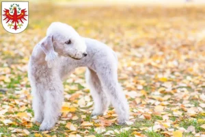 Lire la suite à propos de l’article Éleveurs de Bedlington Terriers et chiots au Tyrol