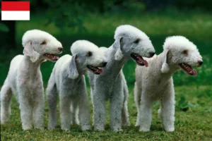 Lire la suite à propos de l’article Éleveurs de Bedlington Terriers et chiots à Vienne