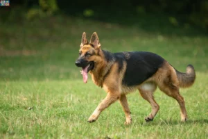 Lire la suite à propos de l’article Éleveurs de bergers allemands et chiots en Bourgogne-Franche-Comté