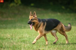 Lire la suite à propos de l’article Éleveurs de bergers allemands et chiots en Normandie