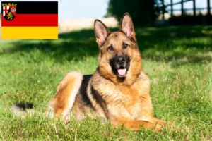 Lire la suite à propos de l’article Éleveurs de bergers allemands et chiots en Rhénanie-Palatinat