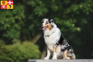 Lire la suite à propos de l’article Éleveurs de bergers australiens et chiots en Auvergne-Rhône-Alpes