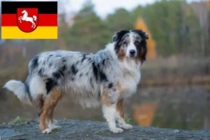 Lire la suite à propos de l’article Éleveurs de bergers australiens et chiots en Basse-Saxe