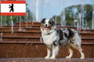 Lire la suite à propos de l’article Éleveurs de bergers australiens et chiots à Berlin