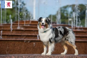 Lire la suite à propos de l’article Éleveurs de bergers australiens et chiots en Nouvelle-Aquitaine