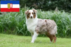 Lire la suite à propos de l’article Éleveurs de bergers australiens et chiots dans le Schleswig-Holstein