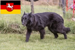 Lire la suite à propos de l’article Éleveurs de bergers belges et chiots en Basse-Saxe