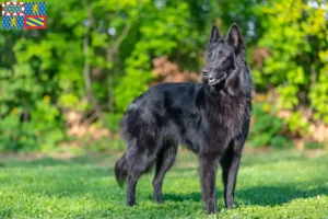 Lire la suite à propos de l’article Éleveurs de bergers belges et chiots en Bourgogne-Franche-Comté