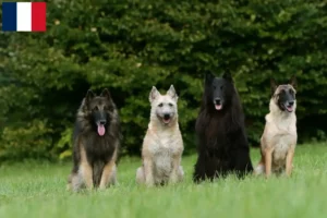 Lire la suite à propos de l’article Éleveurs de bergers belges et chiots en Martinique