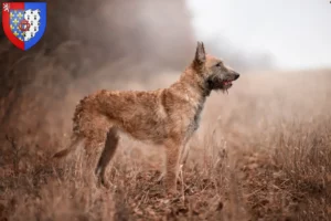 Lire la suite à propos de l’article Éleveurs de bergers belges et chiots en Pays de la Loire