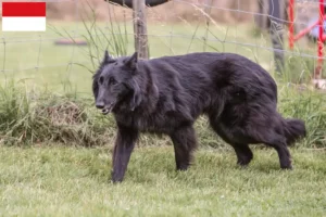 Lire la suite à propos de l’article Éleveurs de bergers belges et chiots à Vienne