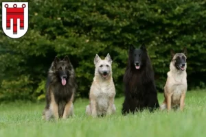 Lire la suite à propos de l’article Éleveurs de bergers belges et chiots dans le Vorarlberg