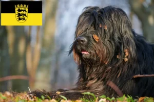 Lire la suite à propos de l’article Chien de berger bergamasque éleveurs et chiots en Baden-Württemberg