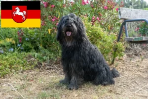 Lire la suite à propos de l’article Chien de berger bergamasque éleveur et chiots en Basse-Saxe