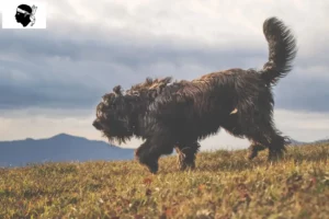 Lire la suite à propos de l’article Éleveurs de chiens de berger bergamasques et chiots en Corse