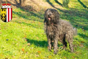 Lire la suite à propos de l’article Éleveurs de bergers bergamasques et chiots en Haute-Autriche