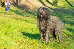 Lire la suite à propos de l’article Éleveurs de bergers bergamasques et chiots en Hauts-de-France