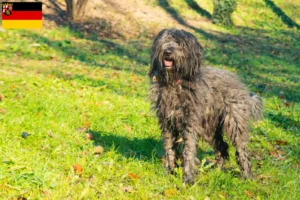 Lire la suite à propos de l’article Chien berger bergamasque éleveurs et chiots en Rhénanie-Palatinat