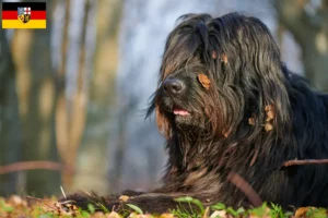 Lire la suite à propos de l’article Éleveurs de bergers bergamasques et chiots en Sarre