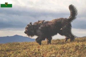 Lire la suite à propos de l’article Chien de berger bergamasque éleveurs et chiots en Saxe