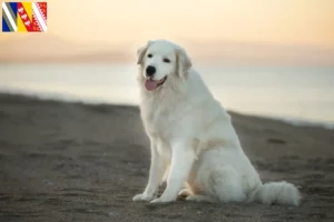 Lire la suite à propos de l’article Éleveurs de bergers de la Maremme et des Abruzzes et chiots en Grand Est