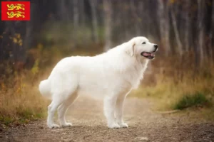 Lire la suite à propos de l’article Éleveurs de bergers de la Maremme et des Abruzzes et chiots en Normandie