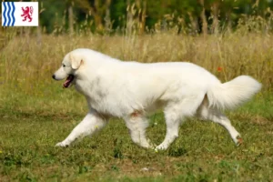 Lire la suite à propos de l’article Éleveurs de bergers de la Maremme et des Abruzzes et chiots en Nouvelle-Aquitaine