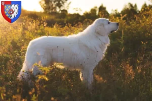 Lire la suite à propos de l’article Éleveurs de bergers de la Maremme et des Abruzzes et chiots en Pays de la Loire