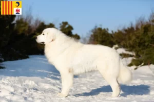 Lire la suite à propos de l’article Éleveurs de bergers de la Maremme et des Abruzzes et chiots en Provence-Alpes-Côte d’Azur