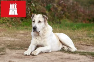 Lire la suite à propos de l’article Berger d’Asie centrale éleveurs et chiots à Hambourg