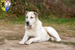 Lire la suite à propos de l’article Éleveurs de bergers d’Asie centrale et chiots en Hauts-de-France