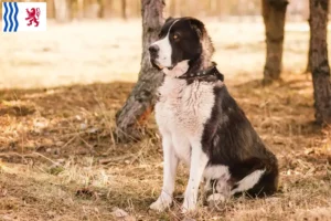 Lire la suite à propos de l’article Éleveurs de bergers d’Asie centrale et chiots en Nouvelle-Aquitaine