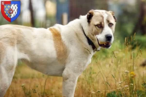 Lire la suite à propos de l’article Éleveurs de bergers d’Asie centrale et chiots en Pays de la Loire