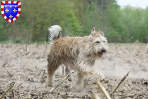 Lire la suite à propos de l’article Berger de Picardie éleveurs et chiots en Centre-Val de Loire