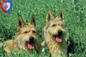 Lire la suite à propos de l’article Berger de Picardie Éleveurs et chiots en Pays de la Loire